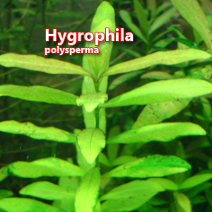 Hygrophila polysperma